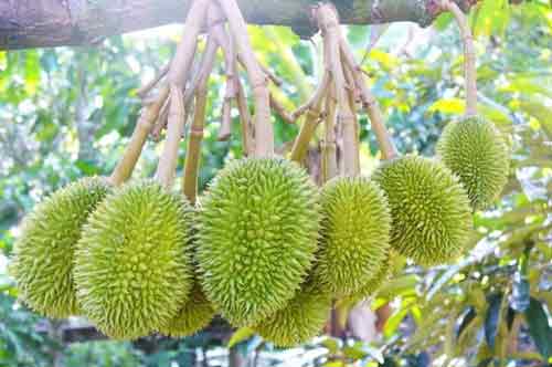 Cách Chống Rụng Trái Non Hiệu Quả - Đảm Bảo Năng Suất Cây Điều Cao