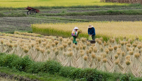vườn lúa
