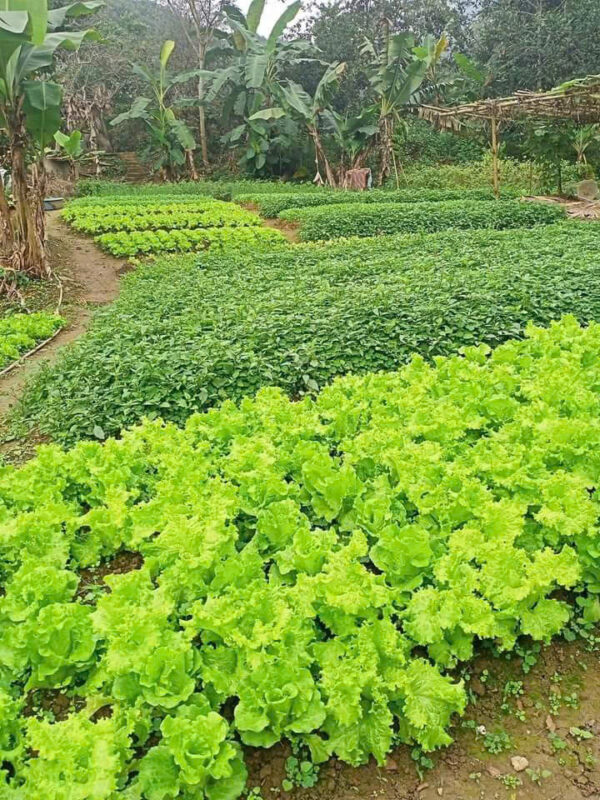 vườn rau